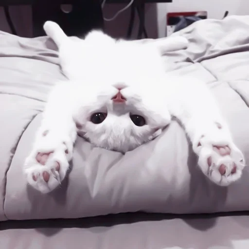 𓃠::𝙠𝙞𝙩𝙩𝙚𝙣𝙨 𝙗𝙮 @hornyc8mp - животное