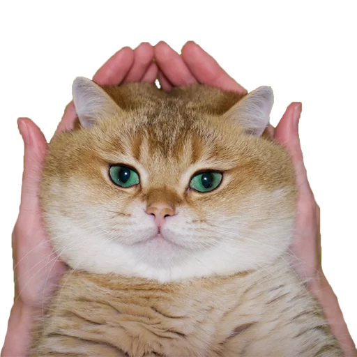 Hosico - @knowmehomie - small to medium-sized cats