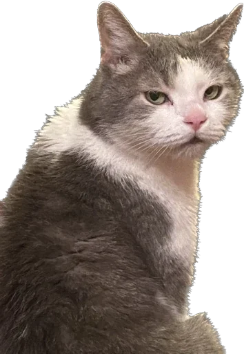 максик и киси миси - 