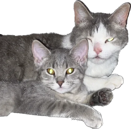 Стикер catiikat - 1