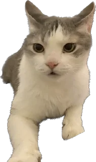 Sticker максик и киси миси - 9