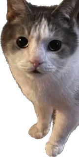 Sticker максик и киси миси - 6