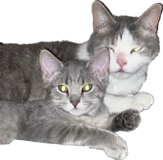 Sticker максик и киси миси - 5