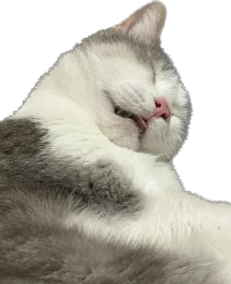 Sticker максик и киси миси - 1