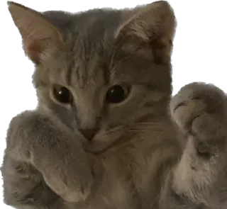 Sticker максик и киси миси - 10