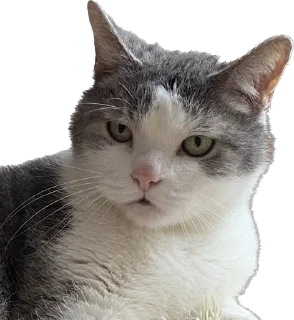 Sticker максик и киси миси - 8