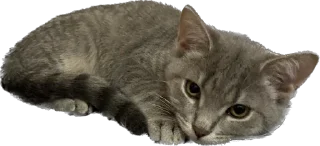 Sticker максик и киси миси - 2