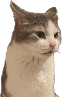 Sticker максик и киси миси - 4