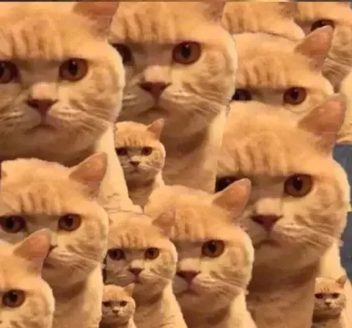 животное млекопитающее кошка