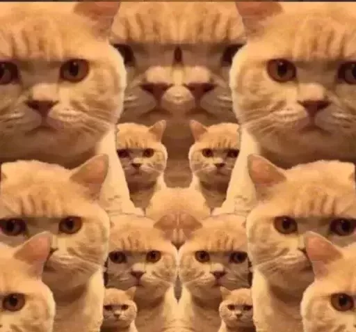 животное млекопитающее домашняя кошка