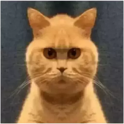 животное млекопитающее кошка