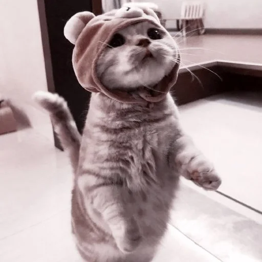 cat 🐱 by @jiqamixtg :: @fStikBot - млекопитающее