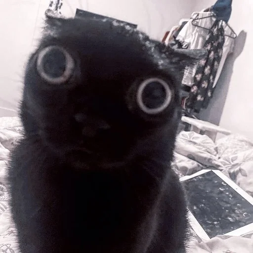 black black cat small to medium-sized cats