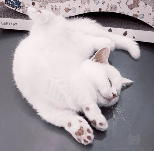 small to medium-sized cats felidae mammal