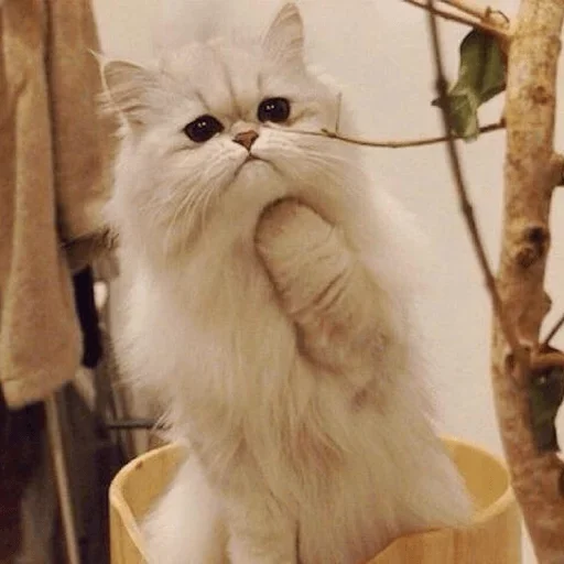 Sticker catmat_by_e4zybot - 1