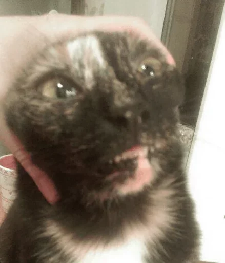 Sticker catmat_by_e4zybot - 1