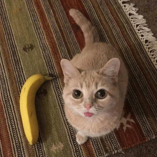 Sticker catmat_by_e4zybot - 1