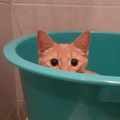 Sticker catmat_by_e4zybot - 1