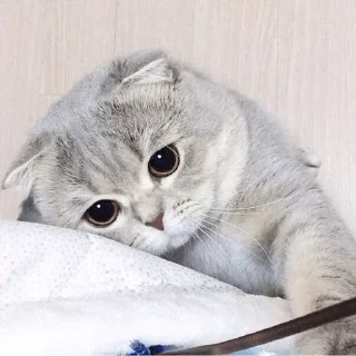 Sticker Больше тут 👉 @premiumstikery - 10