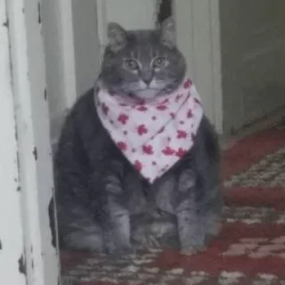 Sticker Больше тут 👉 @premiumstikery - 8