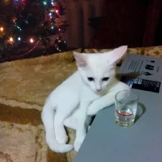 Sticker Больше тут 👉 @premiumstikery - 4