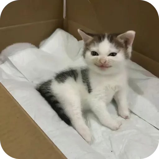 Sticker catmood52 - 1