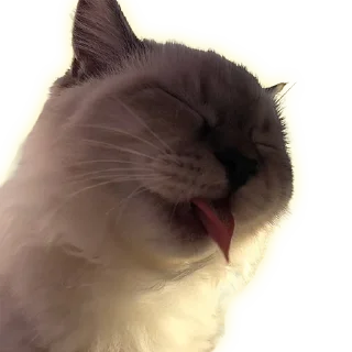 Стикер Cats - 1