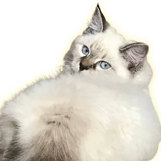 Стикер Cats - 11