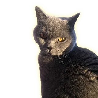 Стикер Cats - 5