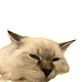 Стикер Cats - 0