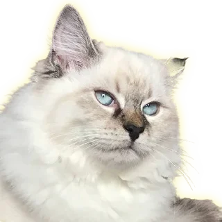 Стикер Cats - 6