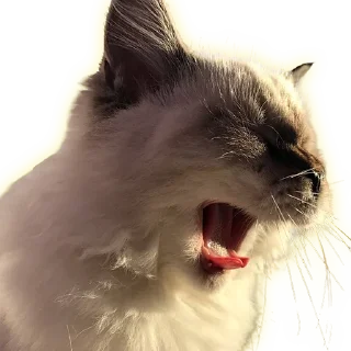 Стикер Cats - 2