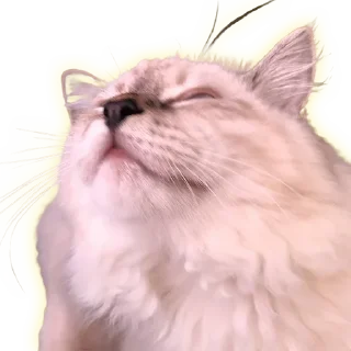 Стикер Cats - 4