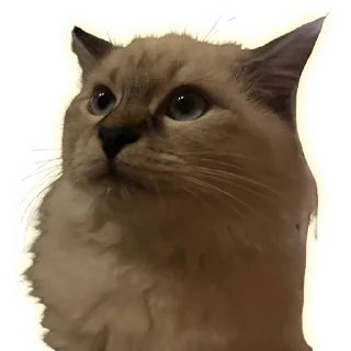 Стикер Cats - 7