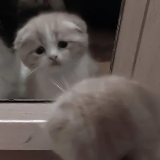 cat mammal domestic cat