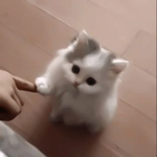 cat domestic cat small to medium-sized cats