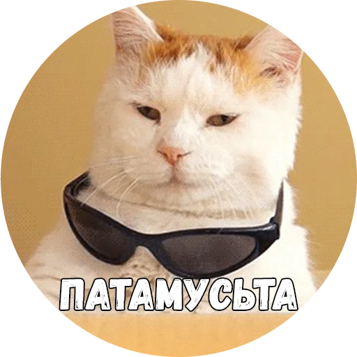 кошка животное кошки малого и среднего размера