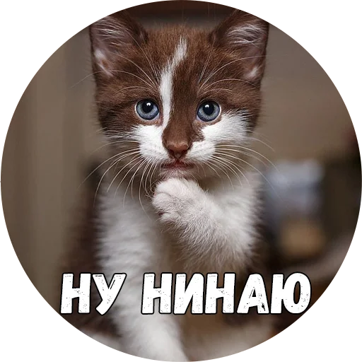 млекопитающее животное кошка