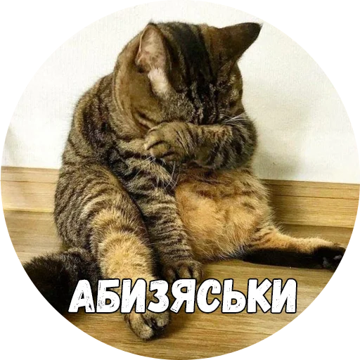 млекопитающее животное кошка