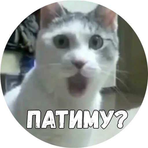 млекопитающее СМС животное