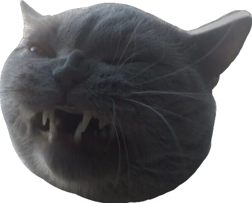 Sticker cats_and_gatos - 1