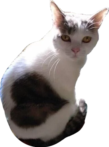 Sticker cats_and_gatos - 1