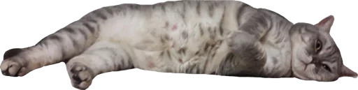 Sticker cats_and_gatos - 1