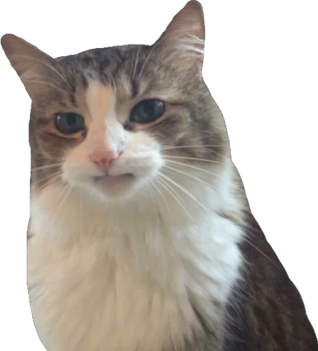 Sticker cats_and_gatos - 1