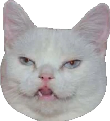 Sticker cats_and_gatos - 1