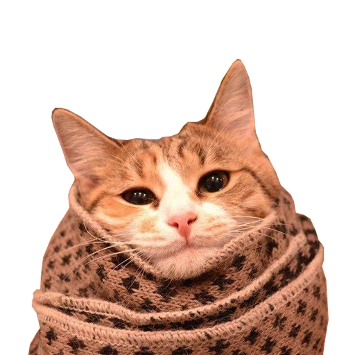 small to medium-sized cats cat animal