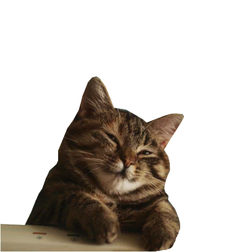 animal cat small to medium-sized cats