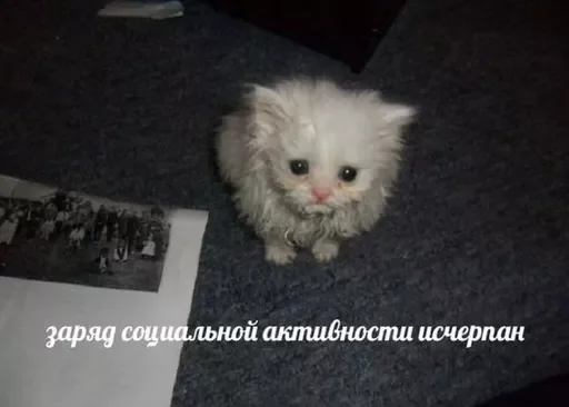 Sticker cats_for_conversation - 1