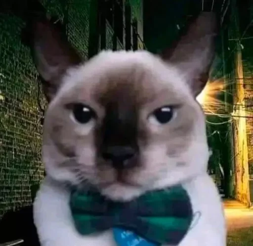 Sticker cats_for_conversation - 1