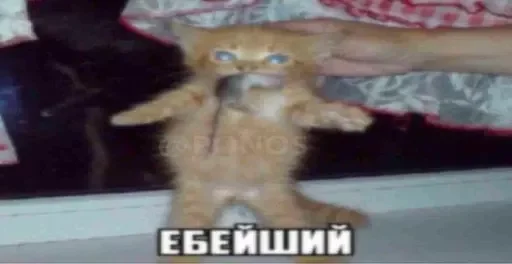 Стикер cats_for_conversation - 1